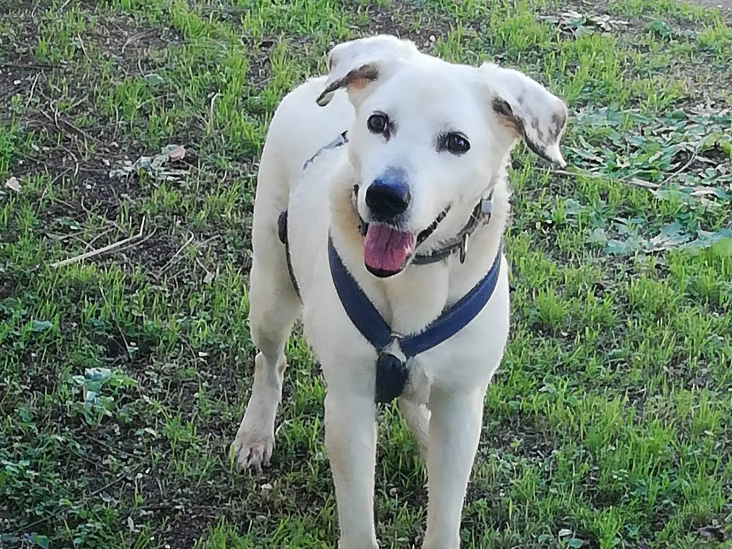 Adotta il cane PISOLO a Caserta