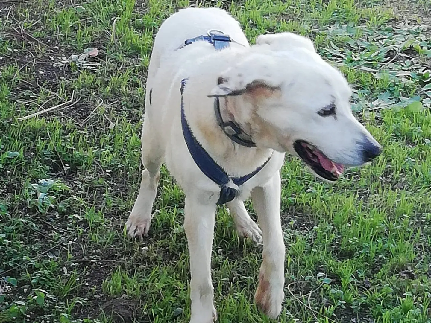 Adotta un cane, maschio, 12 anni e 2 mesi, Caserta