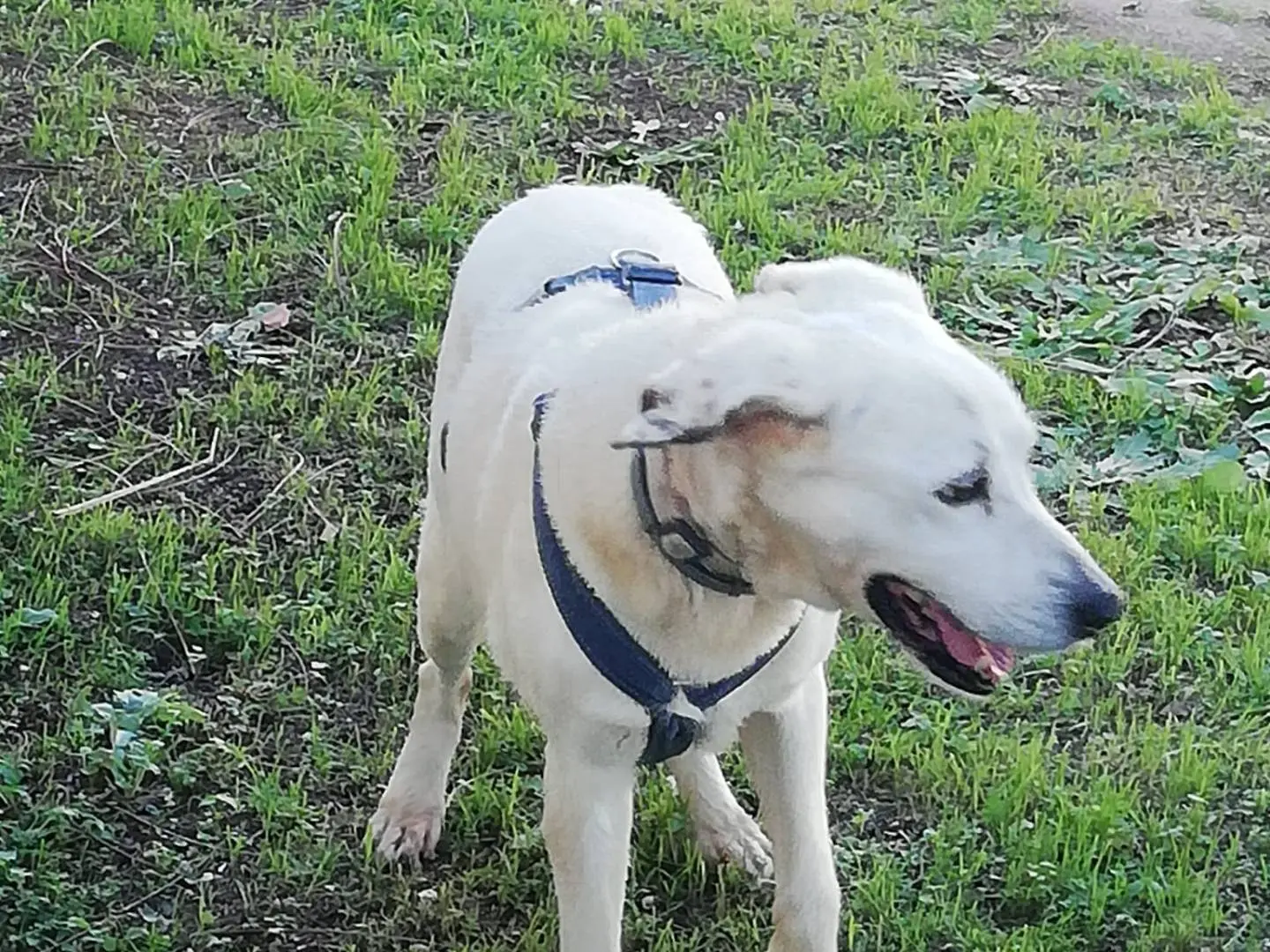 Vuoi adottare un cane a Caserta?