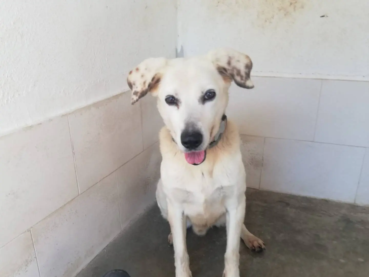 Adotta un cane, taglia media, maschio, Caserta