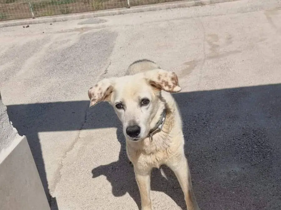 Adozione cane, maschio, Labrador Retriever Dalmata, 12 anni e 2 mesi, taglia media, Caserta