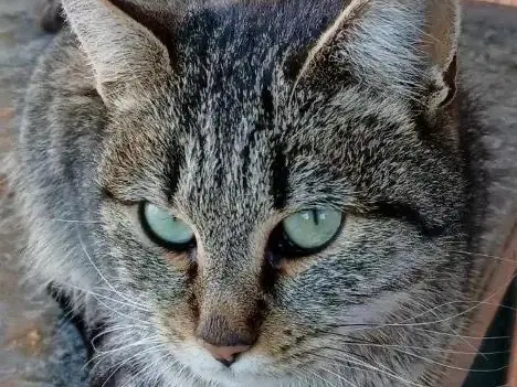 Adozione gatto, femmina, Razza sconosciuta Razza sconosciuta, 3 anni e 8 mesi, taglia non valida, Taranto