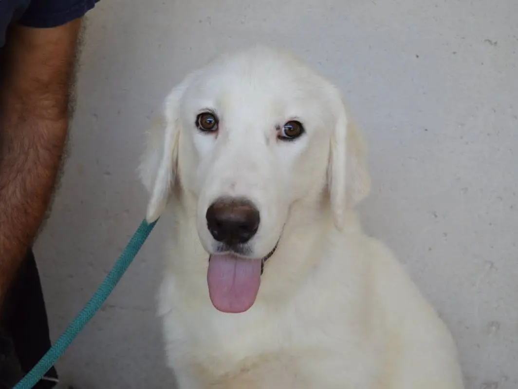 Adozione cane, maschio, Pastore maremmano Razza sconosciuta, 4 mesi, taglia grande, Roma