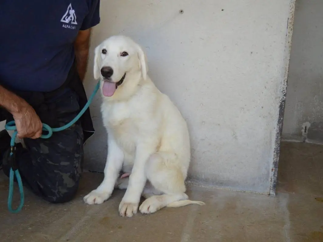 Adotta un cane, maschio, 4 mesi, Roma