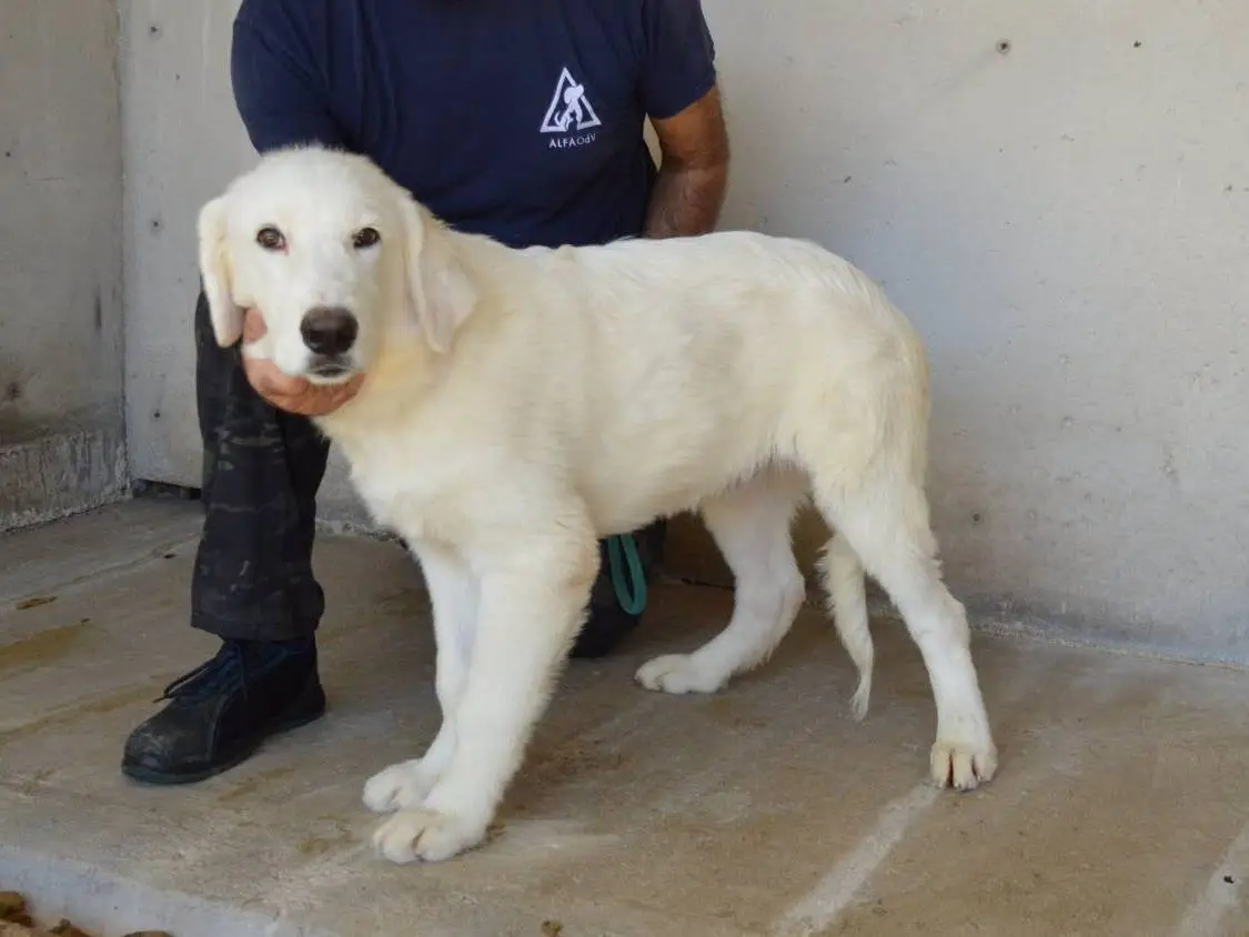 Adotta un cane, taglia grande, maschio, Roma