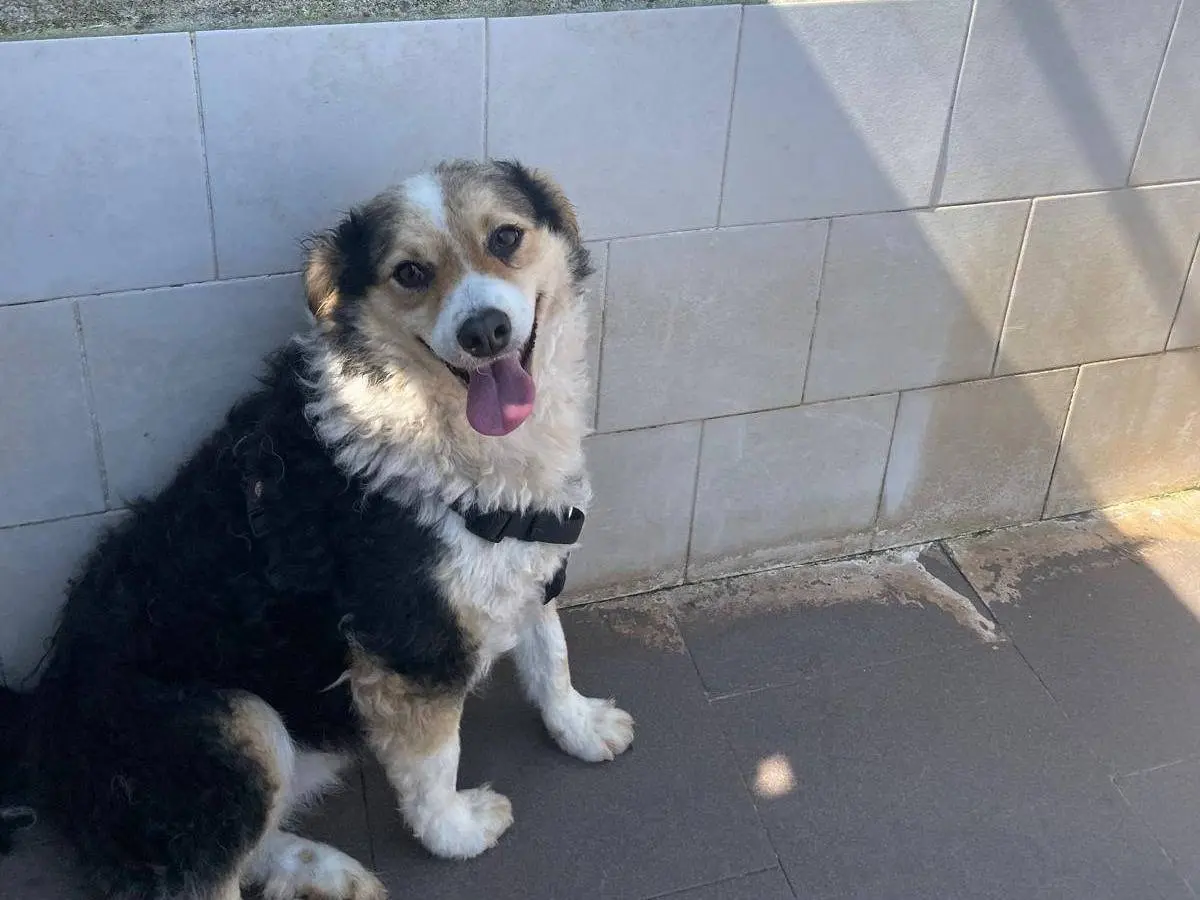 Adotta un cane, taglia media contenuta, femmina, Caserta