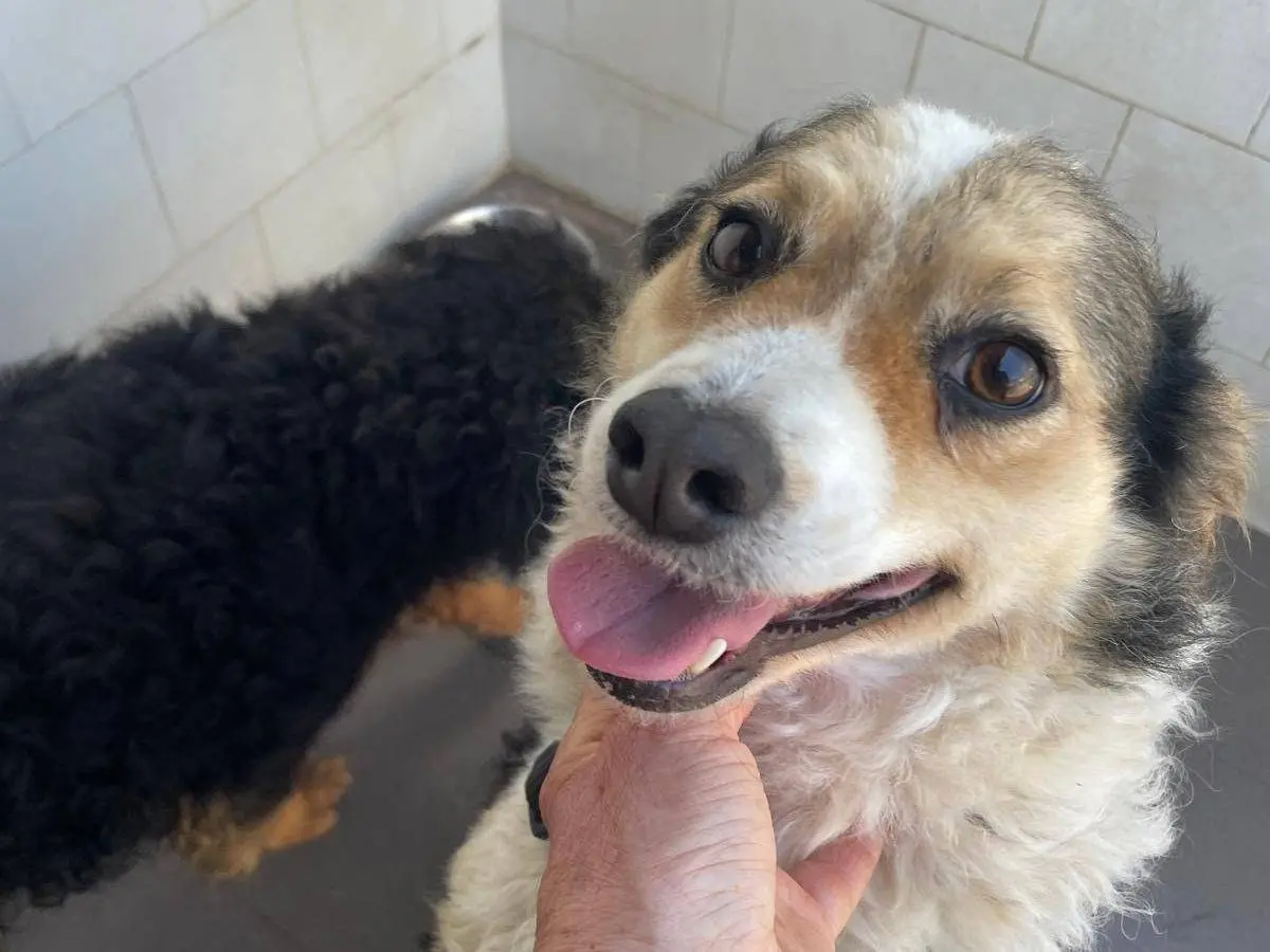 Adotta un cane, femmina, 3 anni e 5 mesi, Caserta