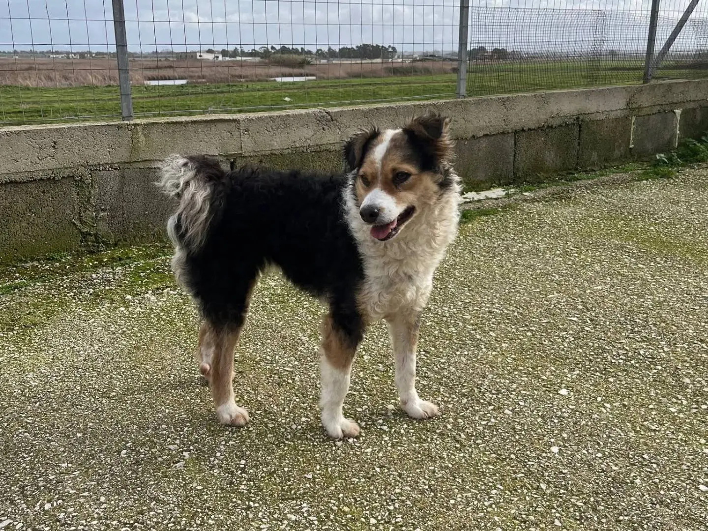 Adotta il cane JOY a Caserta