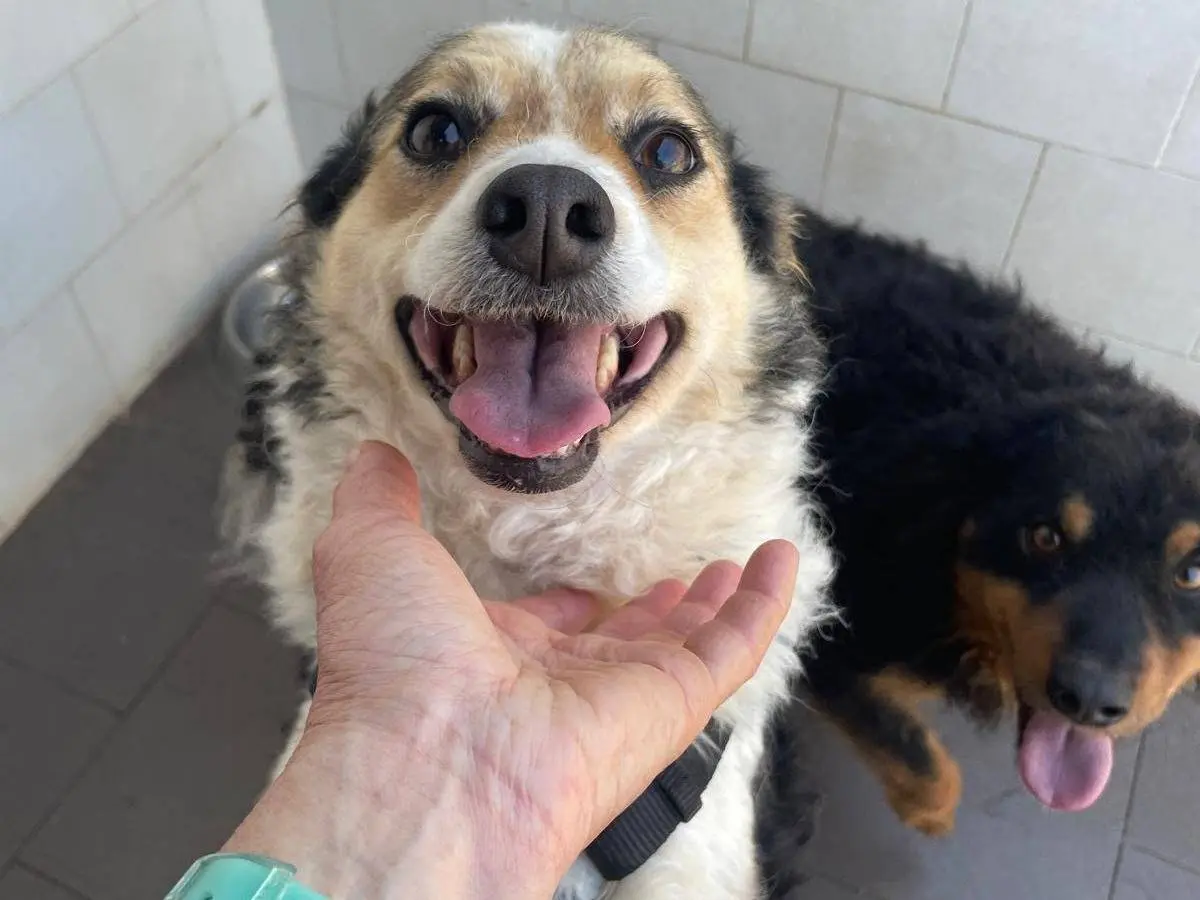 Vuoi adottare un cane a Caserta?