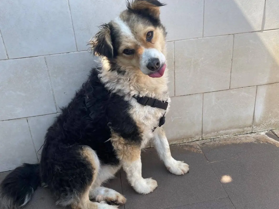 Adozione cane, femmina, Razza sconosciuta Lagotto, 3 anni e 5 mesi, taglia media contenuta, Caserta