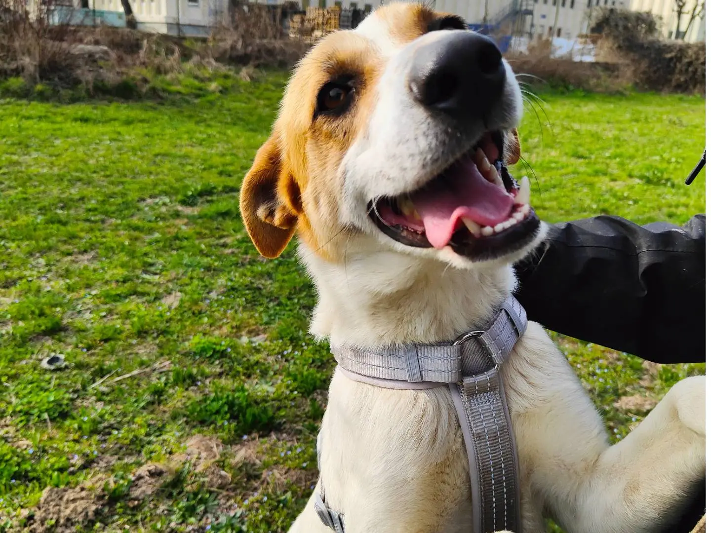 Adotta un cane, maschio, 1 anno e 5 mesi, Cuneo