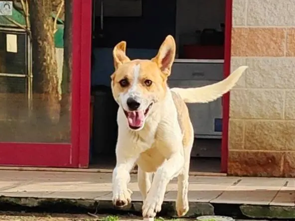 Vuoi adottare un cane a Cuneo?