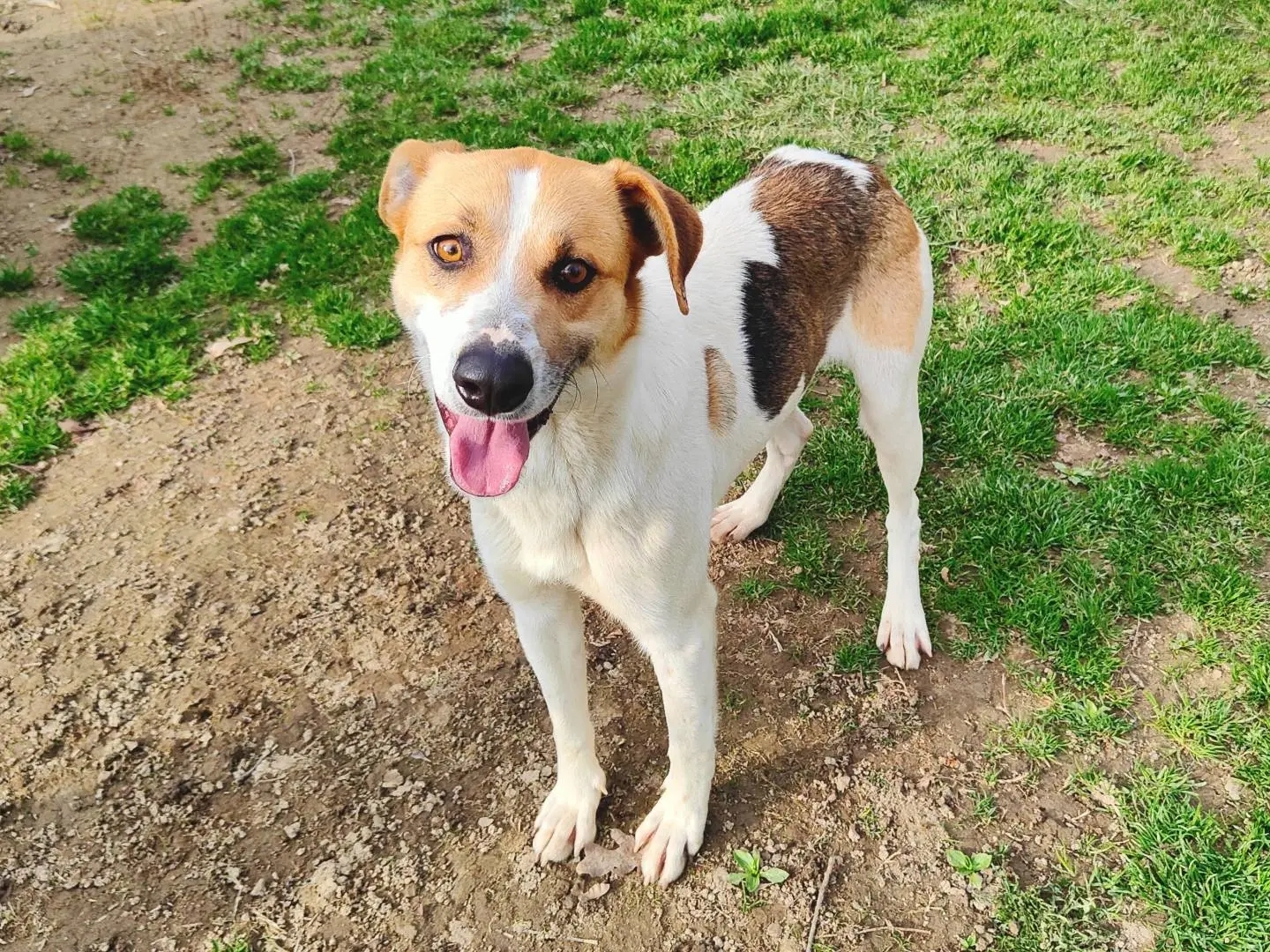 Adotta un cane, taglia media, maschio, Cuneo