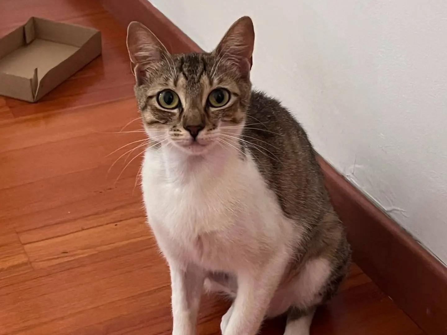 Adotta un gatto, taglia non valida, femmina, Padova