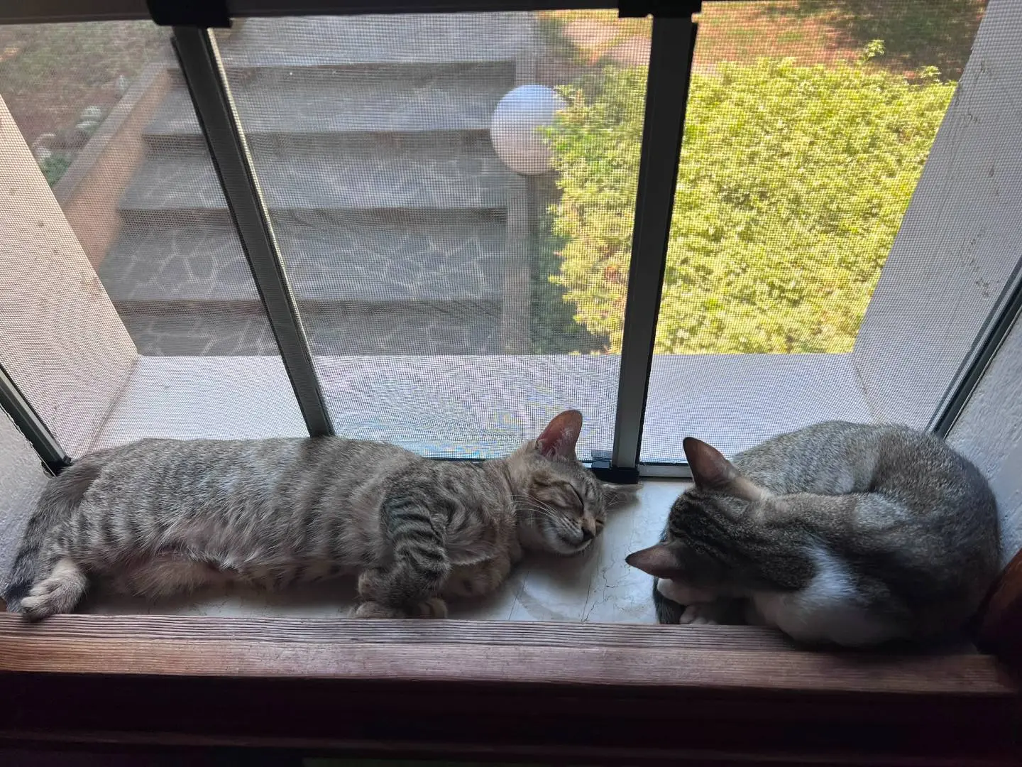 Adotta un gatto, femmina, 6 mesi, Padova