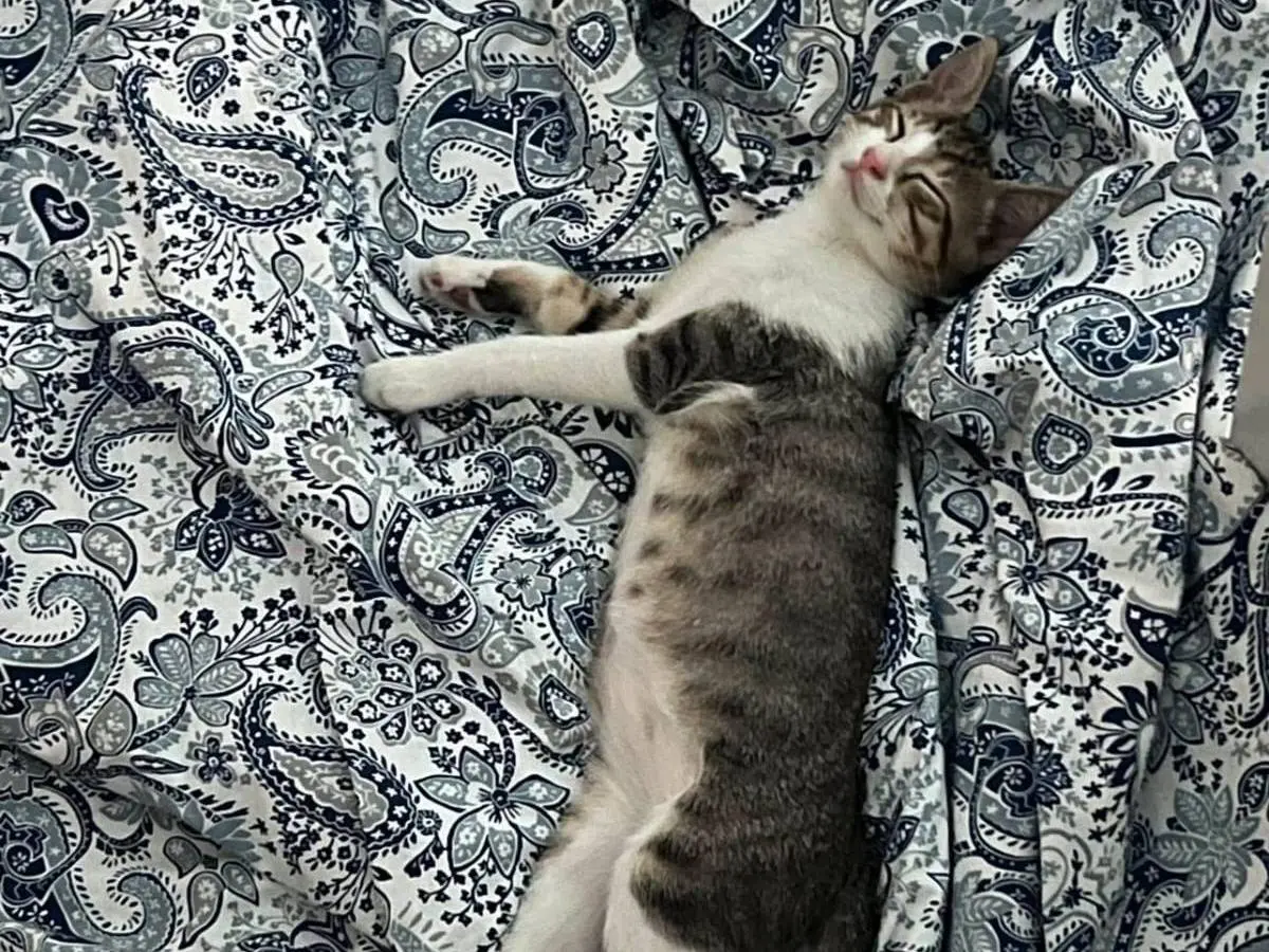 Vuoi adottare un gatto a Padova?