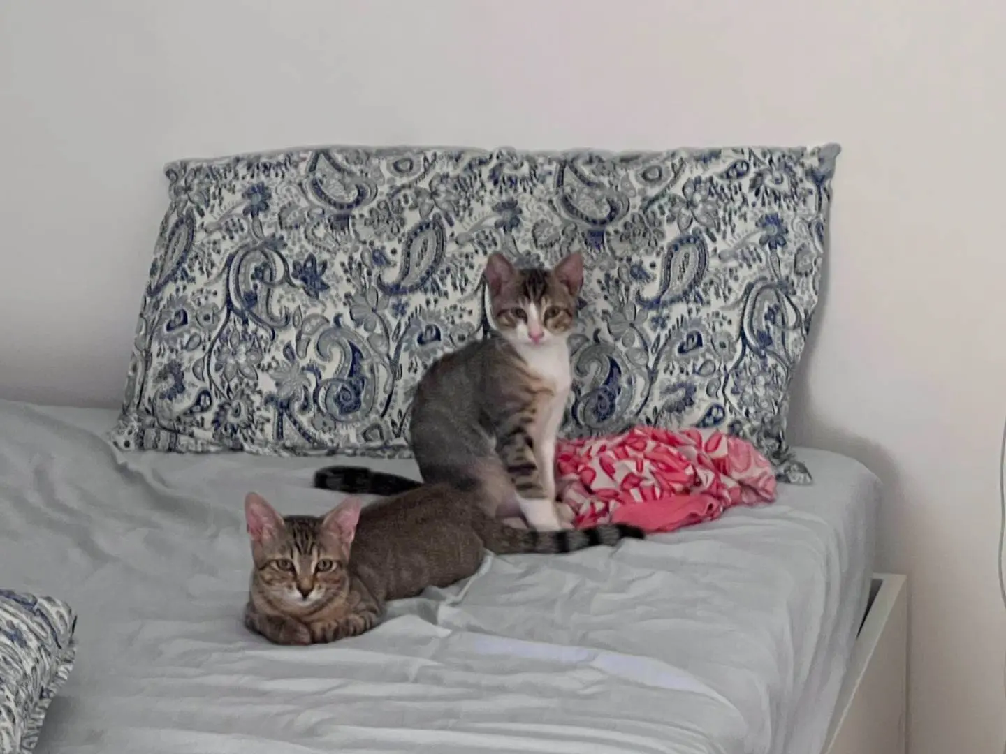 Adozione gatto, femmina, Razza sconosciuta Razza sconosciuta, 6 mesi, taglia non valida, Padova