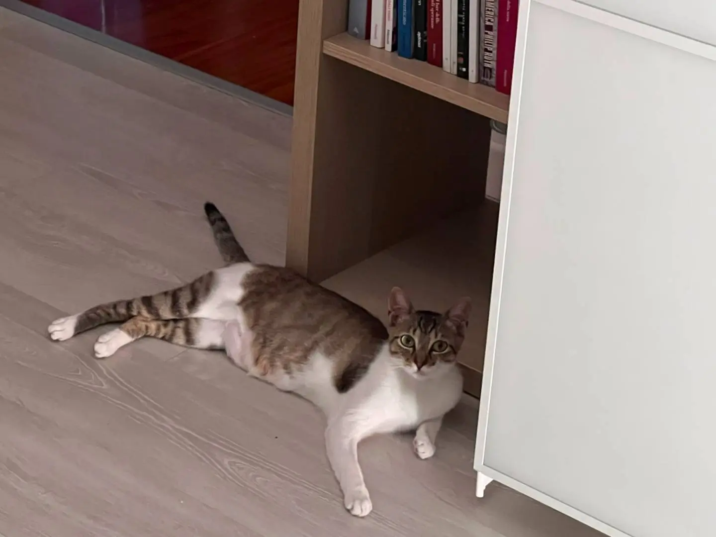 Adotta il gatto Cloe a Padova