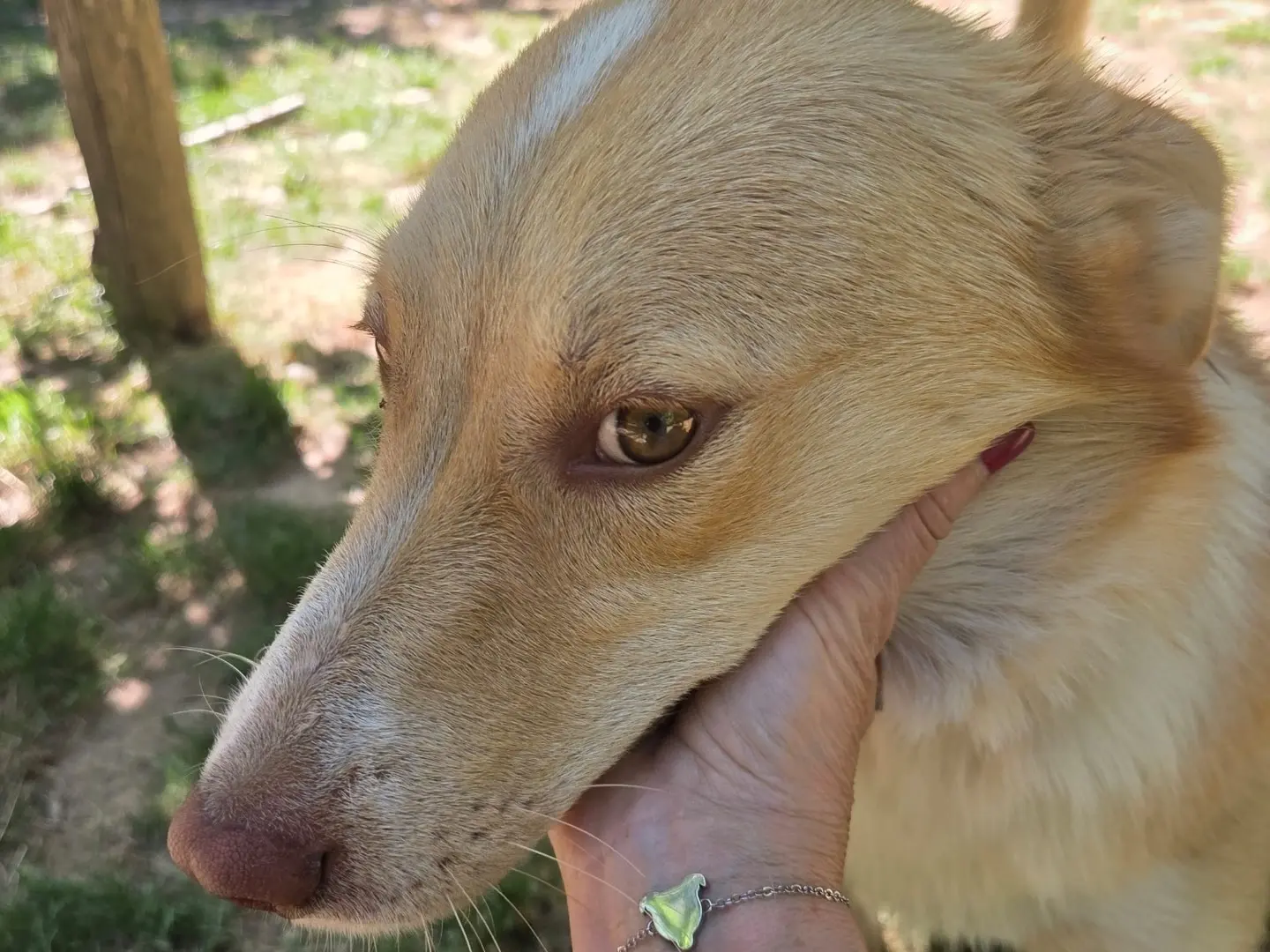 Adotta il cane Milly a Trento