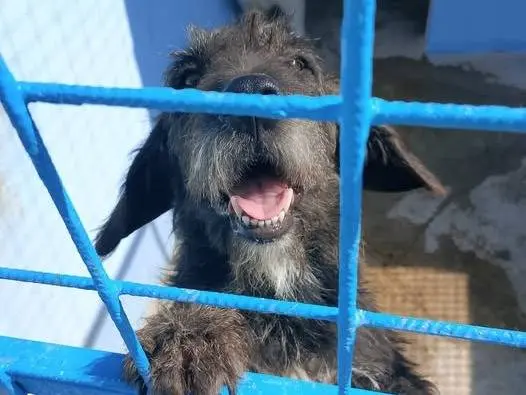 Adozione cane, maschio, Segugio Razza sconosciuta, 4 anni e 8 mesi, taglia media, Crotone
