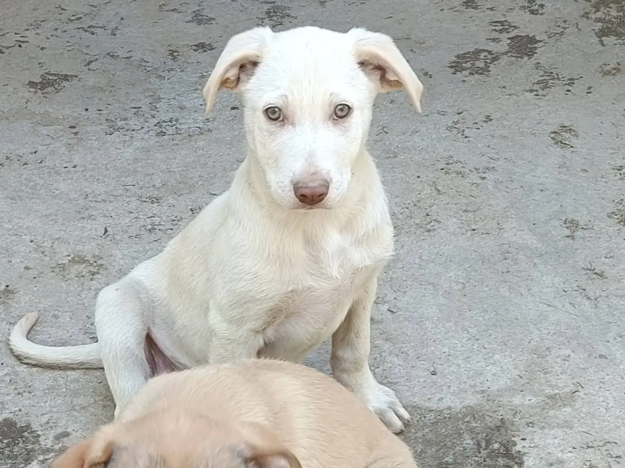 Adotta il cane Lillo a Como