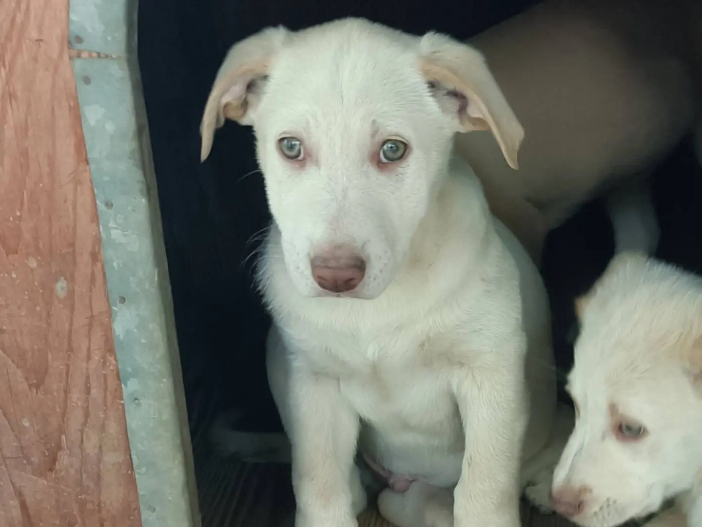 Vuoi adottare un cane a Como?