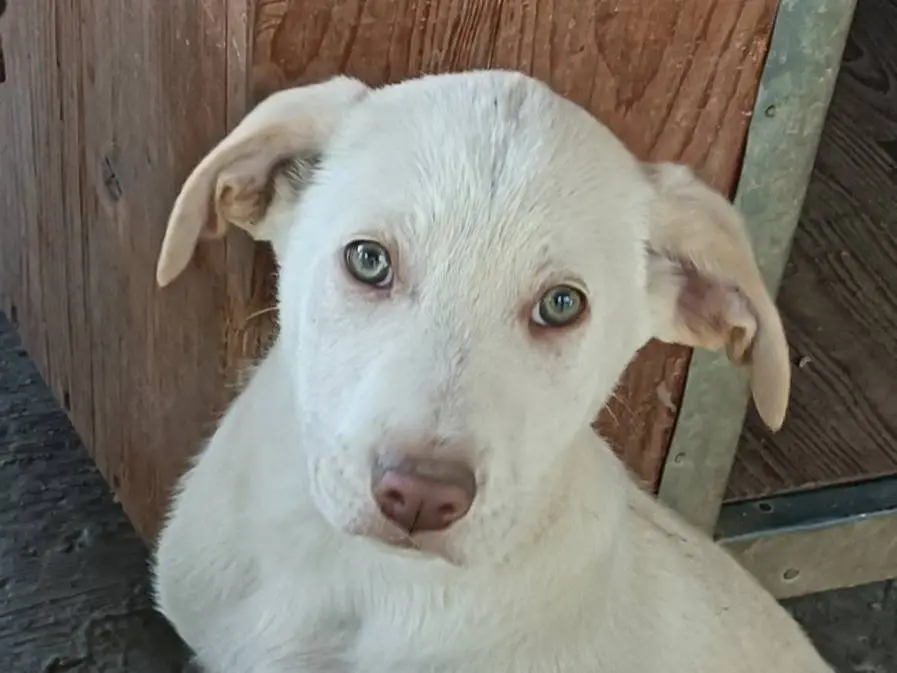 Adotta un cane, taglia grande, maschio, Como