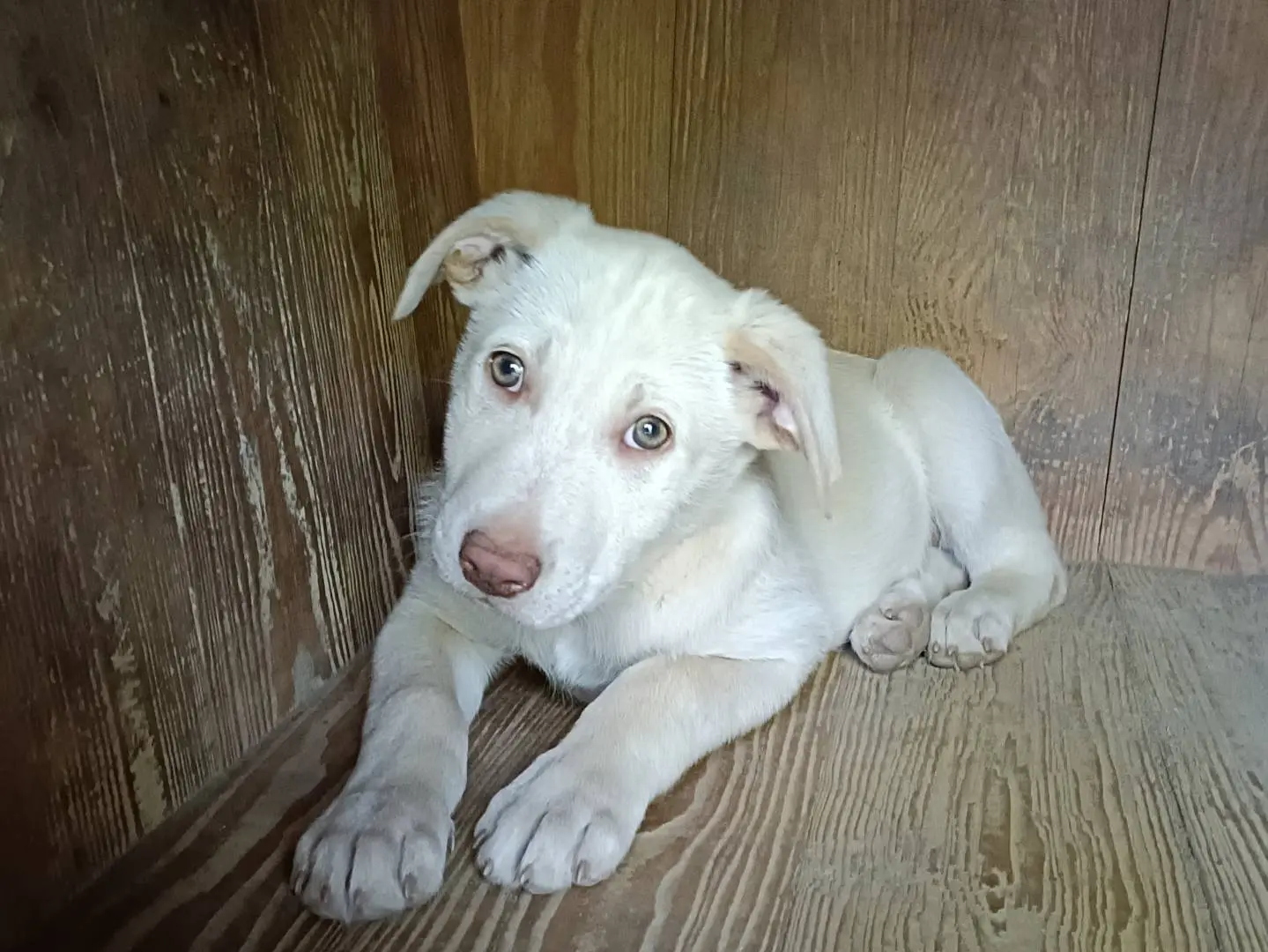 Adozione cane, maschio, Razza sconosciuta Razza sconosciuta, 1 anno e 8 mesi, taglia grande, Como