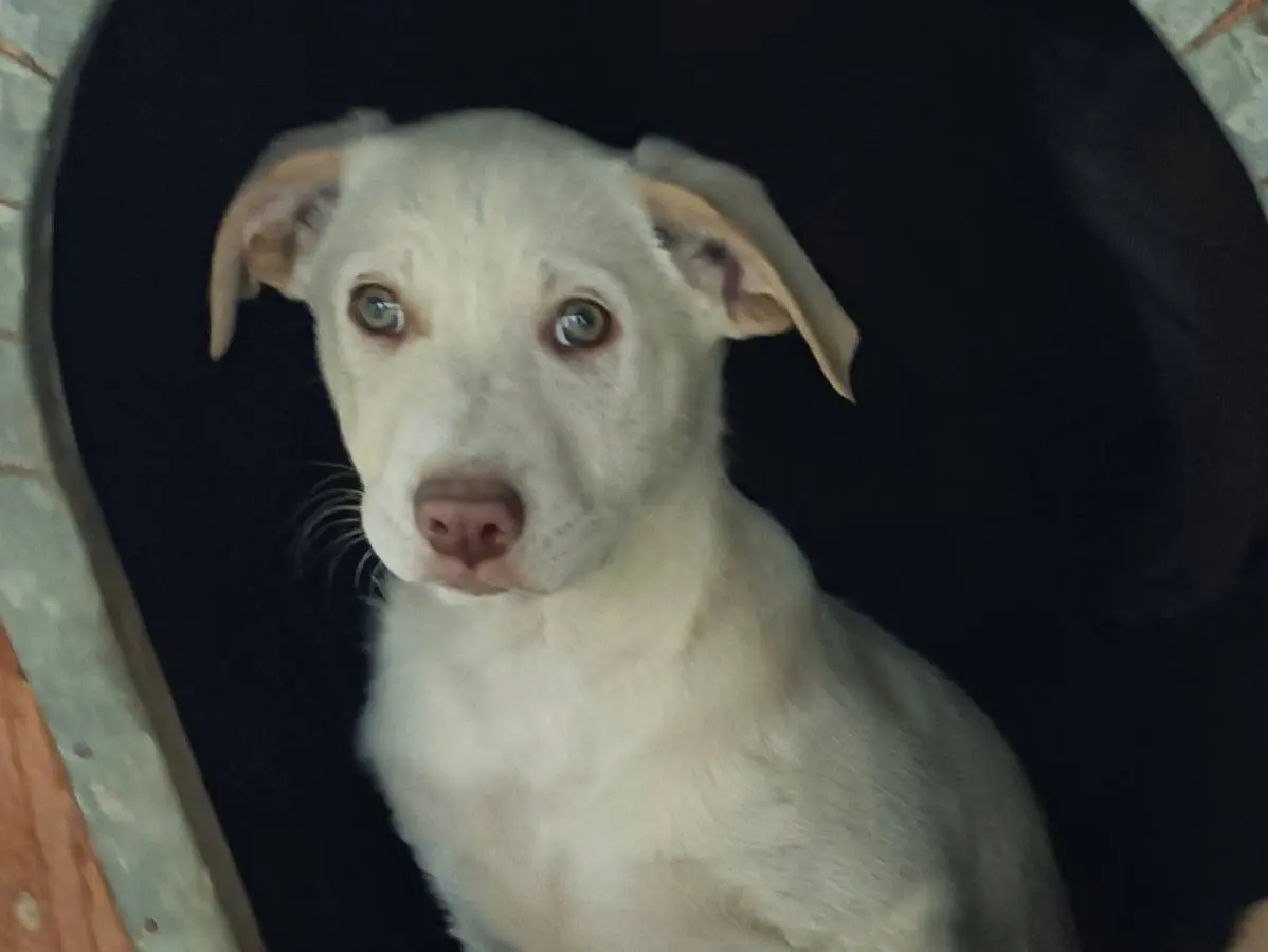 Adotta un cane, maschio, 1 anno e 8 mesi, Como