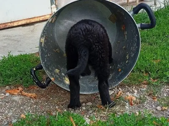 Foto 3 dell'animale