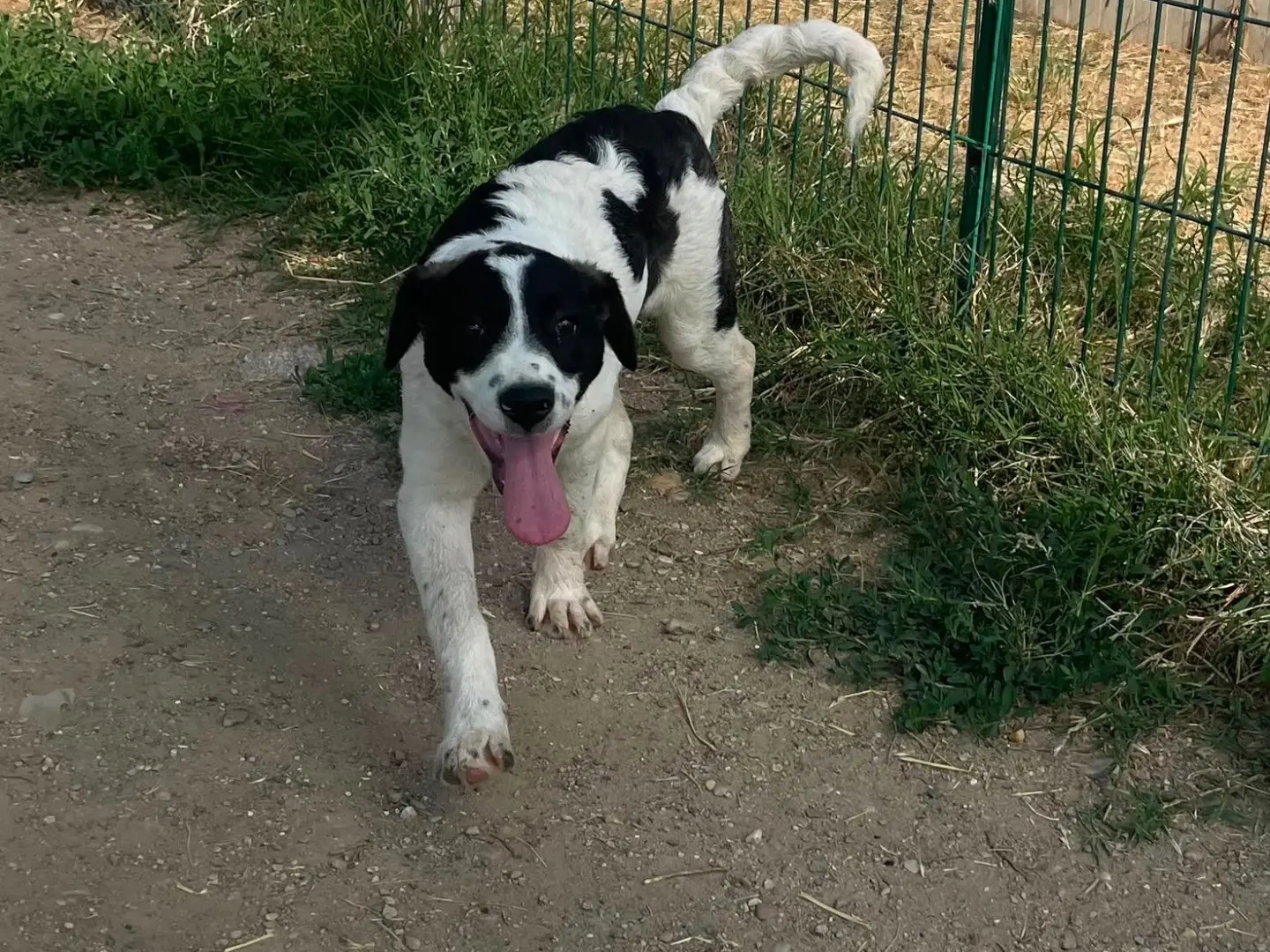 Adotta un cane, taglia media, femmina, Milano