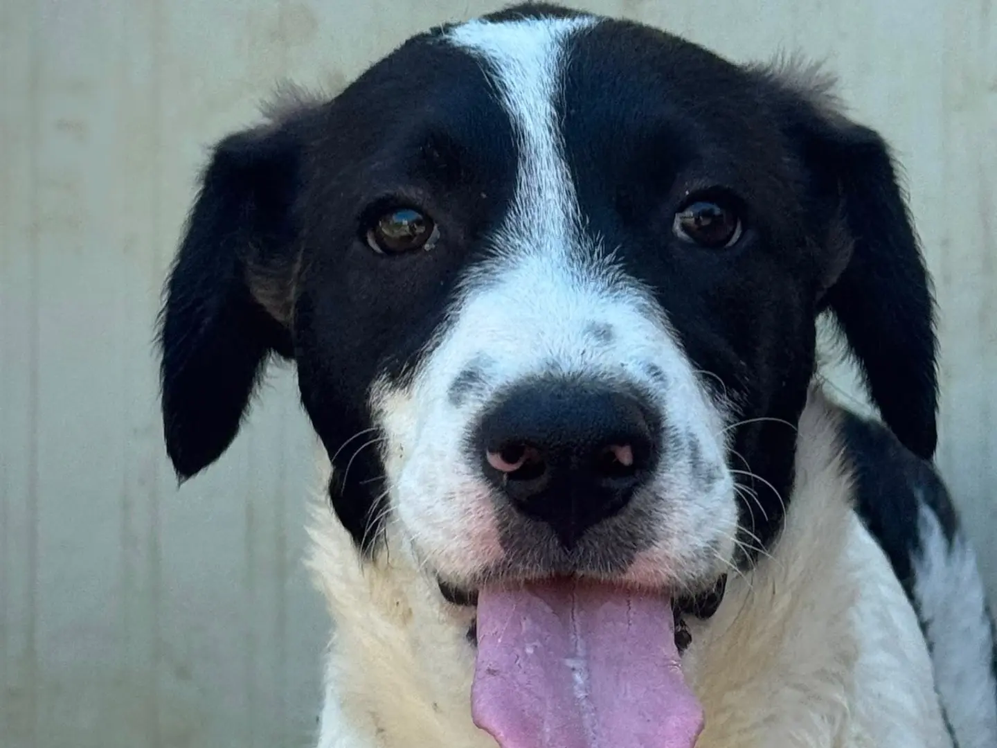 Adozione cane, femmina, Razza sconosciuta Razza sconosciuta, 8 mesi, taglia media, Milano