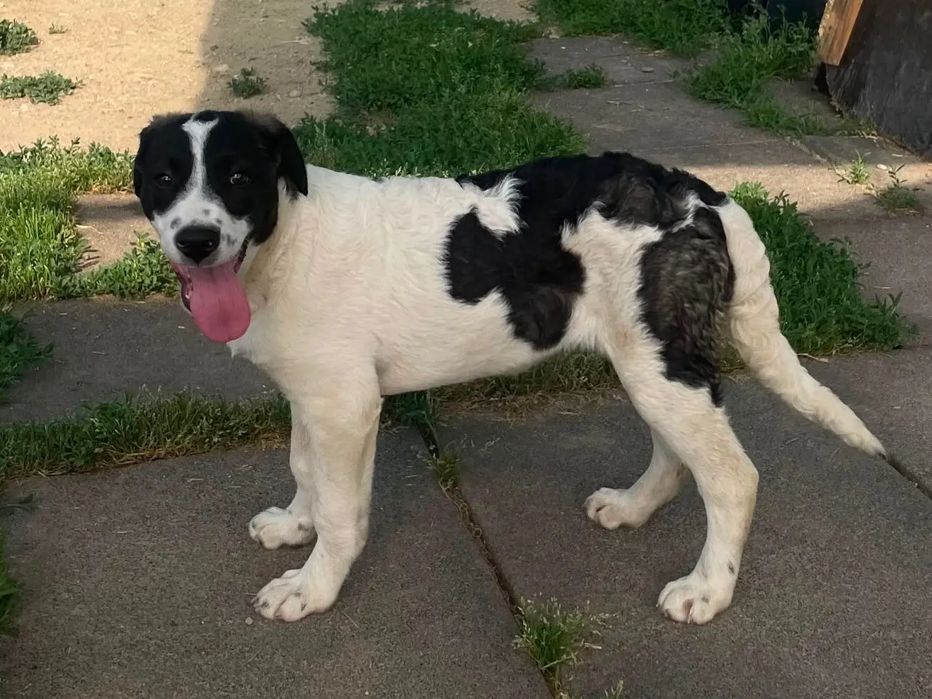 Vuoi adottare un cane a Milano?