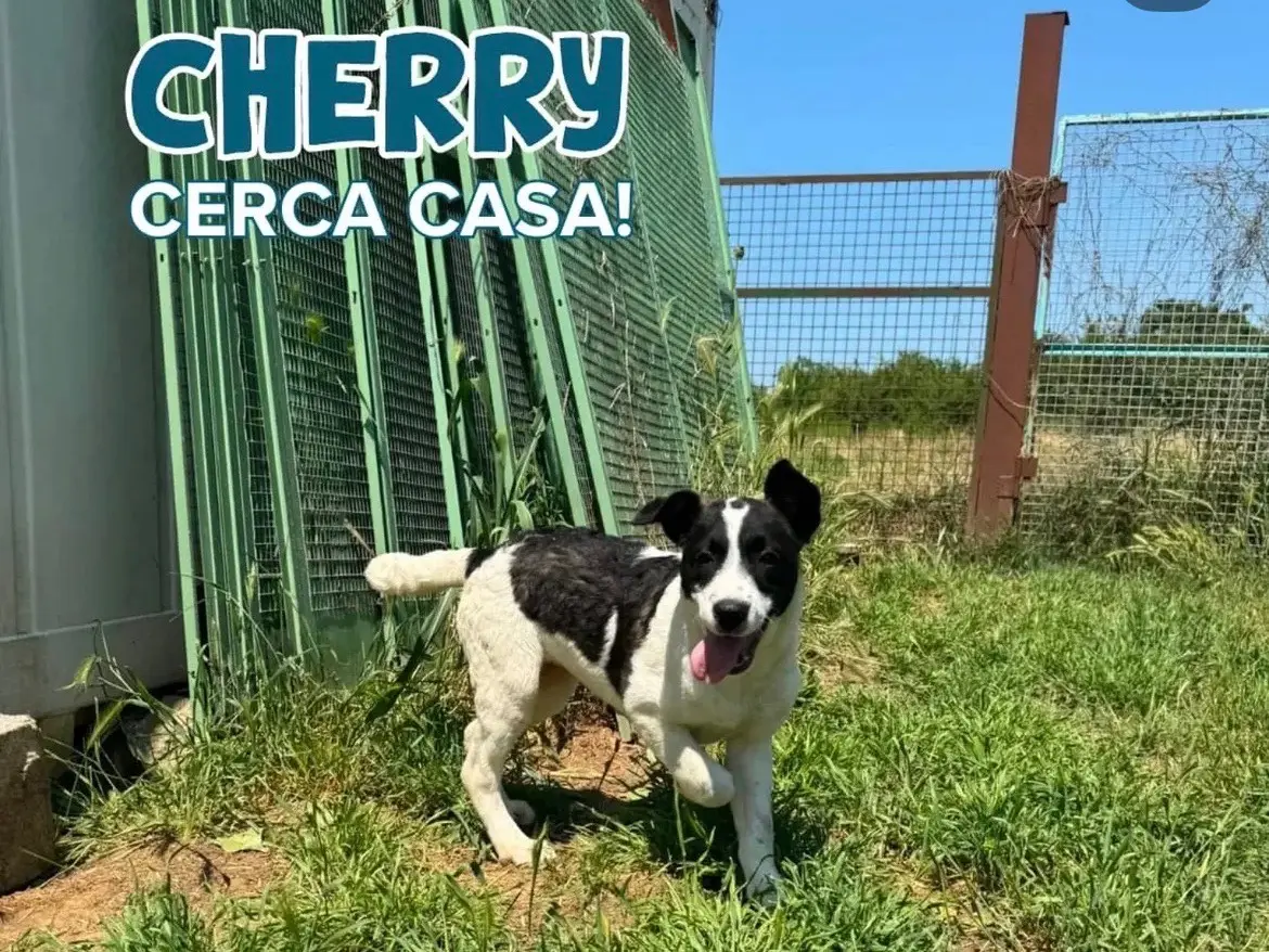 Adotta un cane, femmina, 8 mesi, Milano