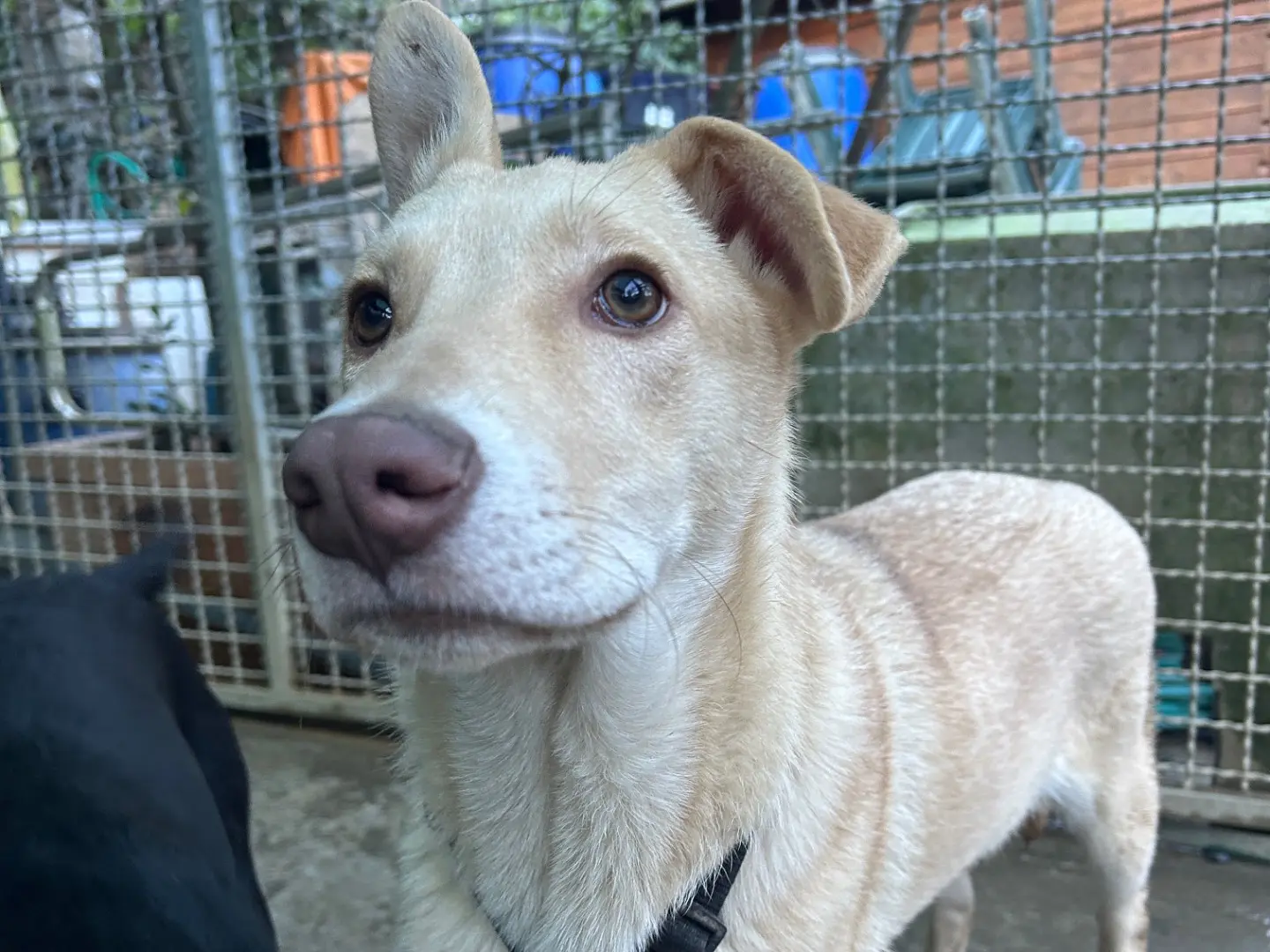 Vuoi adottare un cane a Lucca?