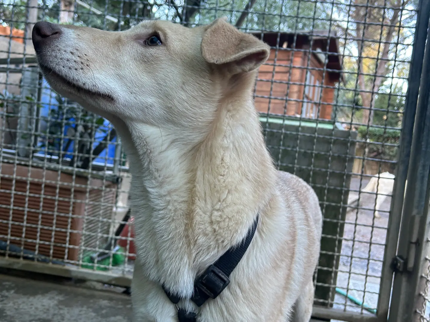 Adotta il cane Richy a Lucca