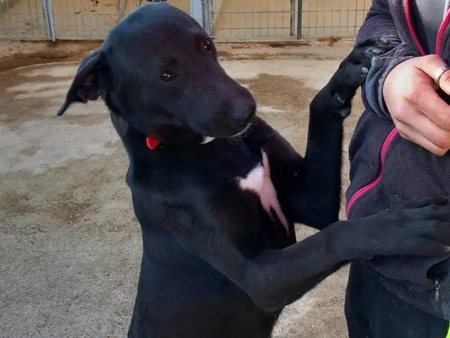 Vuoi adottare un cane a Torino?