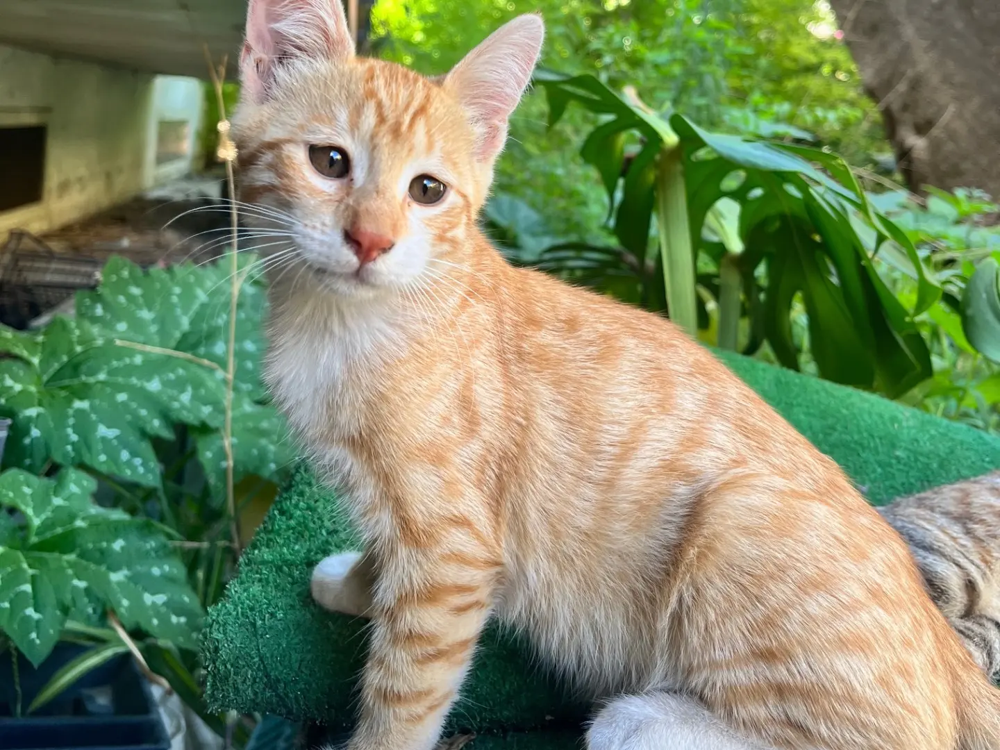 Adotta un gatto, maschio, 1 anno e 5 mesi, Napoli