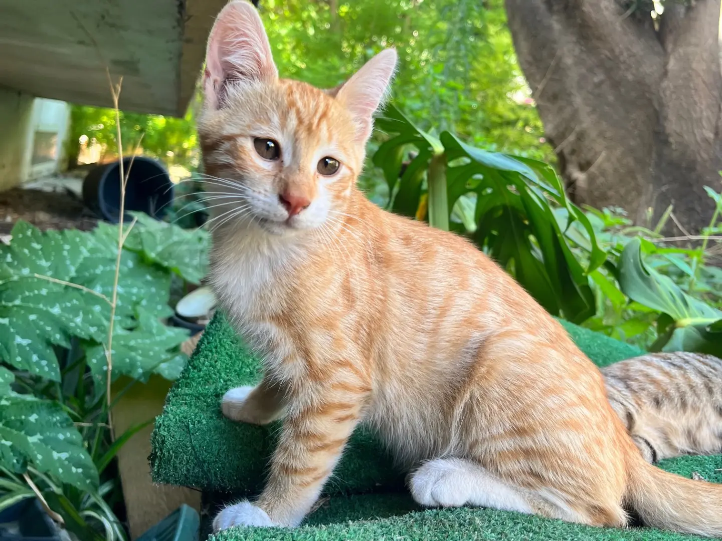 Adozione gatto, maschio, Razza sconosciuta Razza sconosciuta, 1 anno e 5 mesi, taglia non valida, Napoli