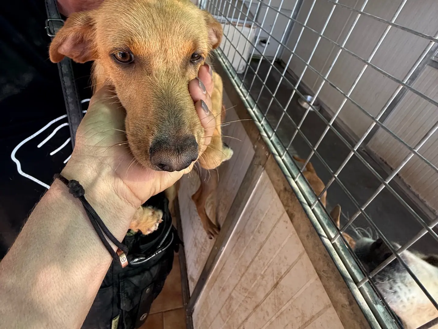 Adotta un cane, taglia piccola, femmina, Latina