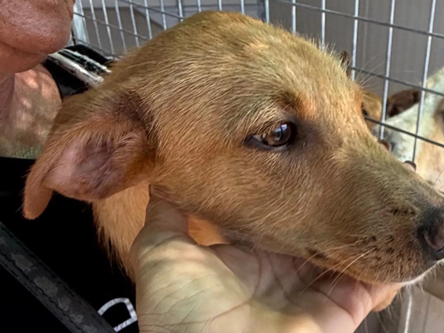 Adotta un cane, femmina, 6 mesi, Latina