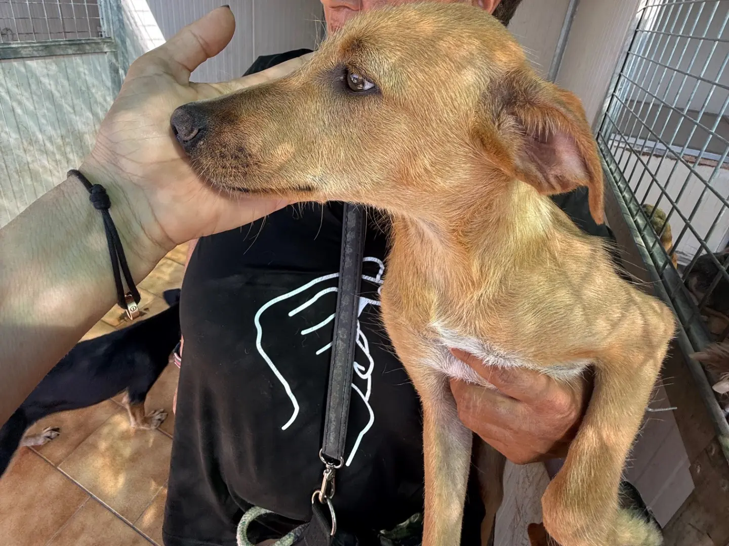 Adozione cane, femmina, Razza sconosciuta Razza sconosciuta, 6 mesi, taglia piccola, Latina