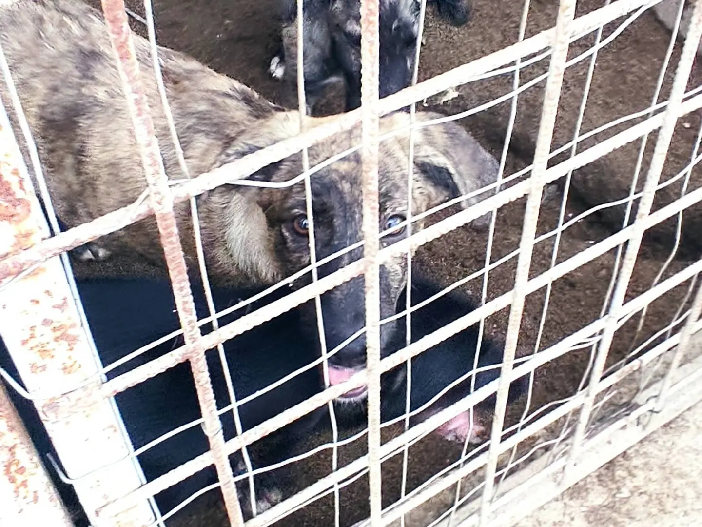 Foto 2 dell'animale