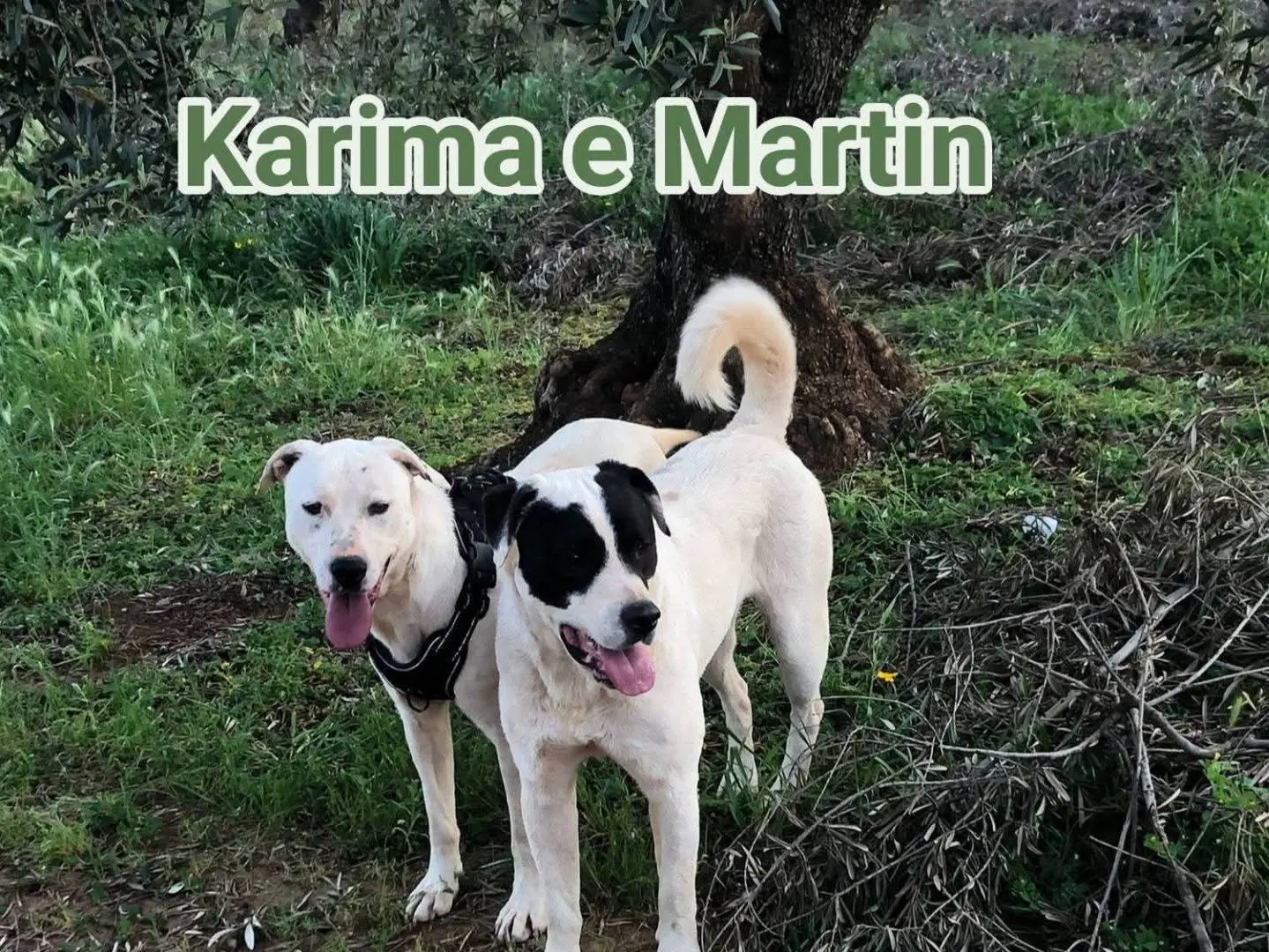 Adotta un cane, maschio, 1 anno e 9 mesi, Cosenza