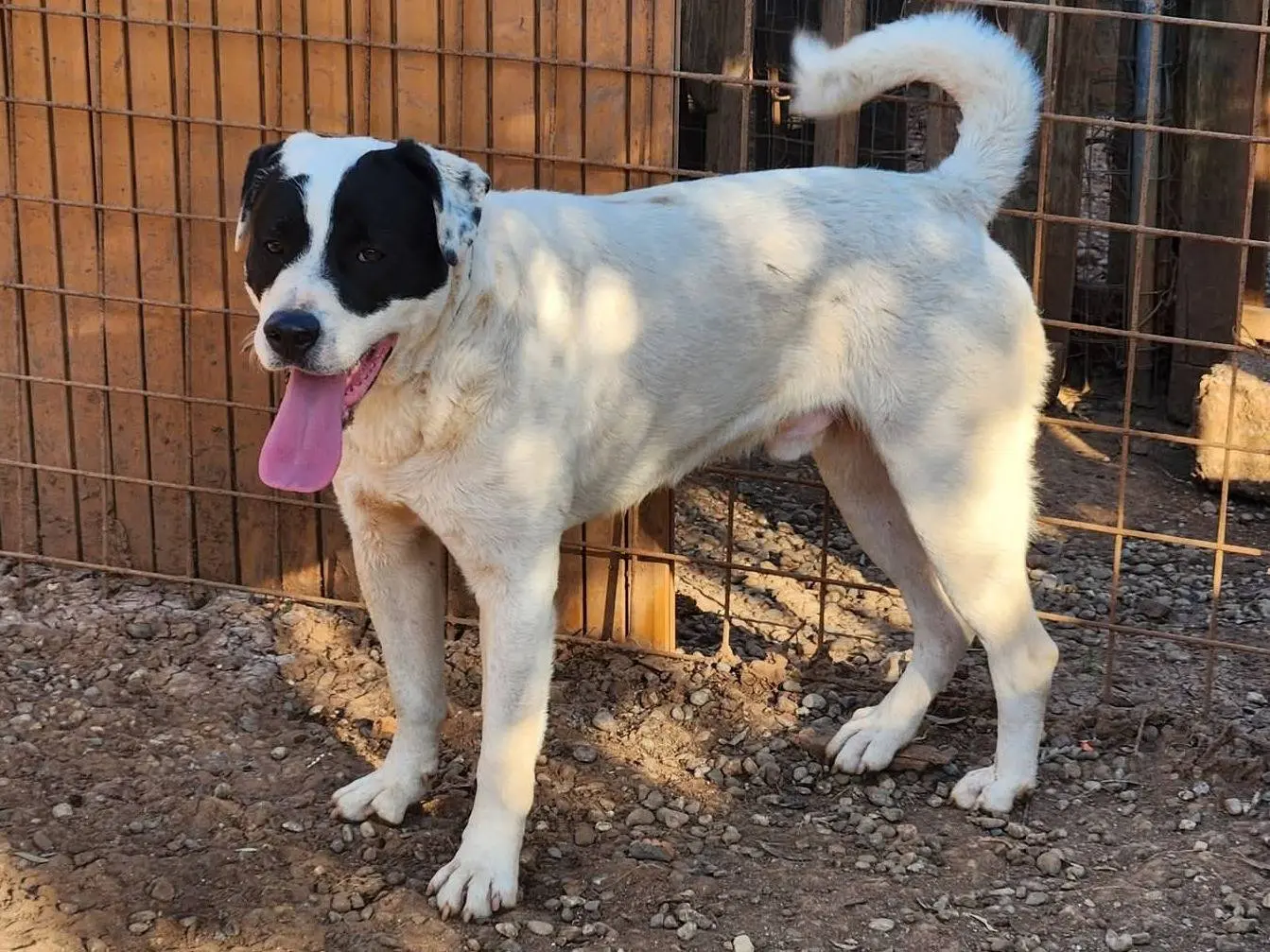 Adozione cane, maschio, Razza sconosciuta Razza sconosciuta, 1 anno e 9 mesi, taglia grande, Cosenza