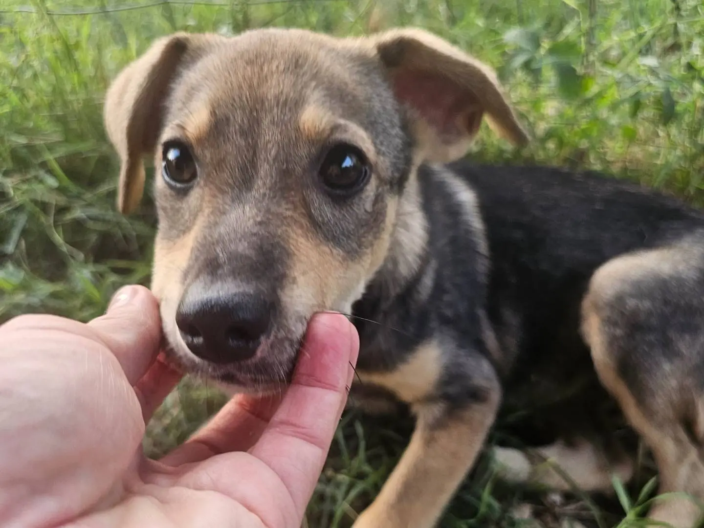 Adozione cane, femmina, Razza sconosciuta Razza sconosciuta, 5 mesi, taglia media contenuta, Frosinone