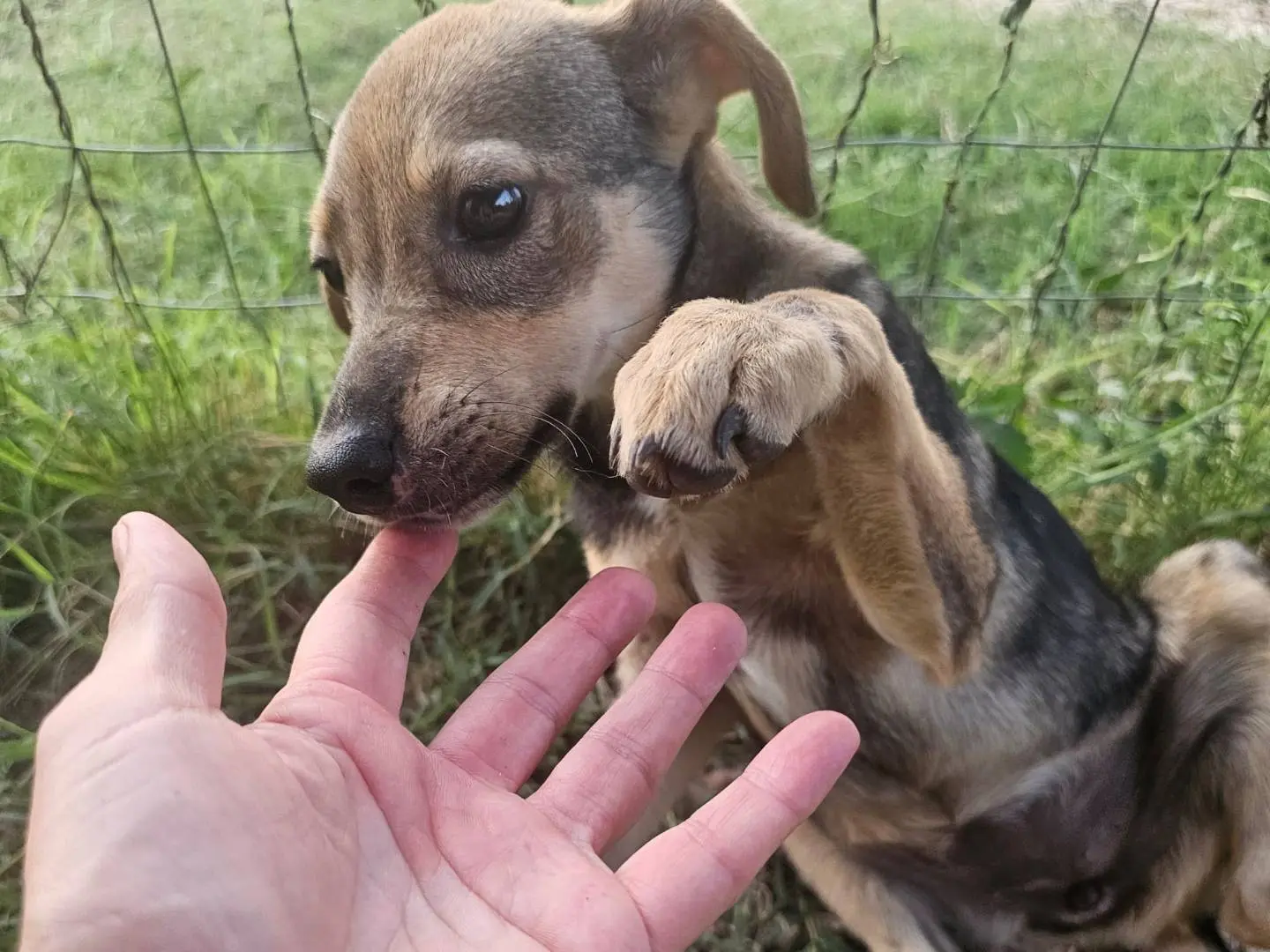 Adotta un cane, taglia media contenuta, femmina, Frosinone