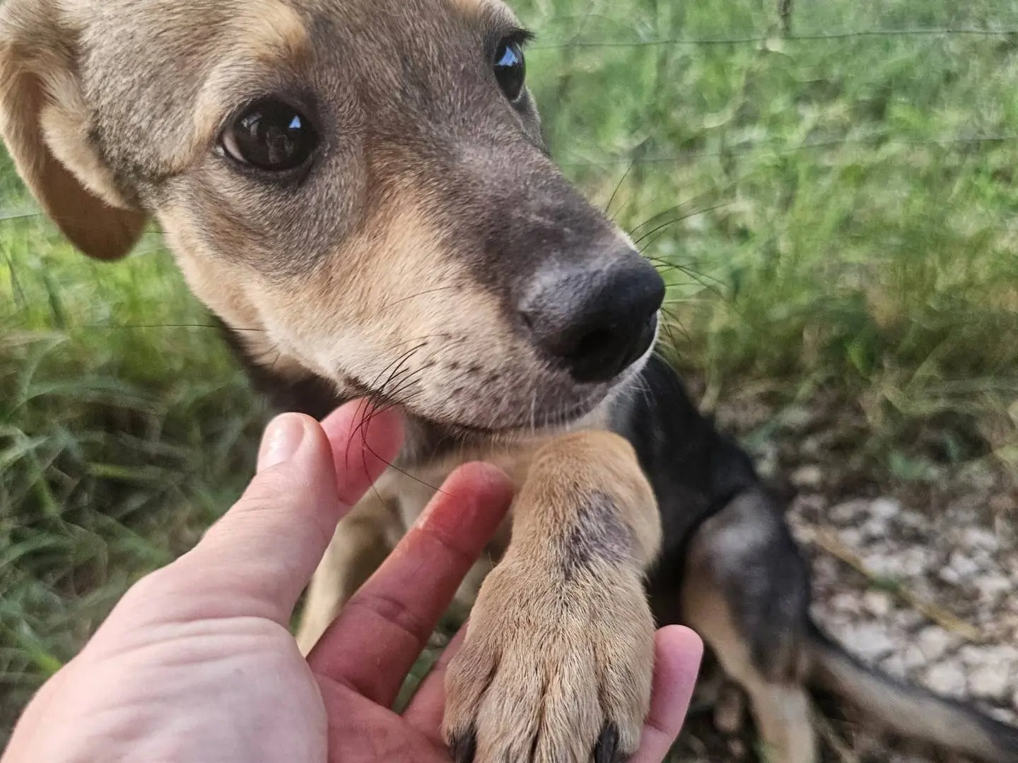 Adotta un cane, femmina, 5 mesi, Frosinone