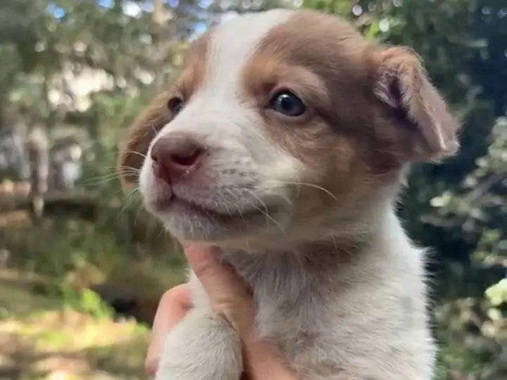 Adozione cane, femmina, Razza sconosciuta Razza sconosciuta, 2 mesi, taglia media, Catania