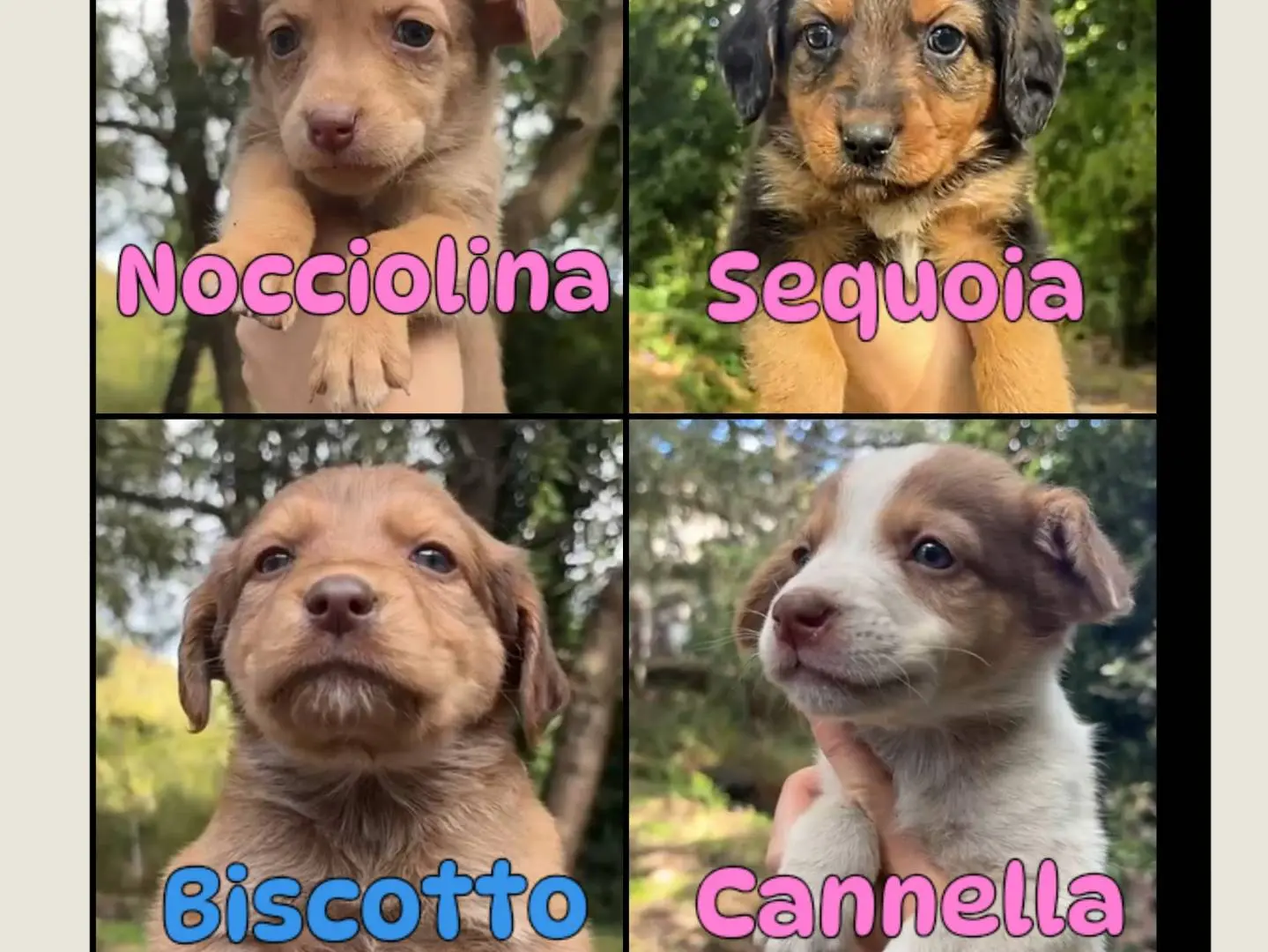 Adotta un cane, femmina, 2 mesi, Catania